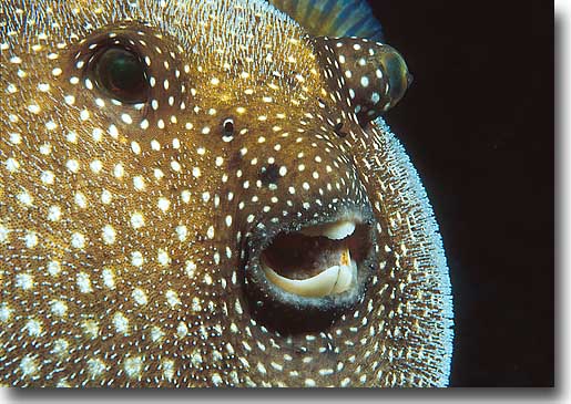 Puffer_Fish_500.jpg