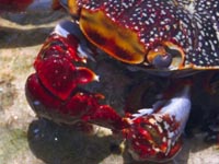 crab closeup photocd 200.jpg (18452 bytes)