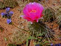 FlowerintheDesertnice.jpg