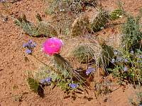 FlowersintheDesert.jpg